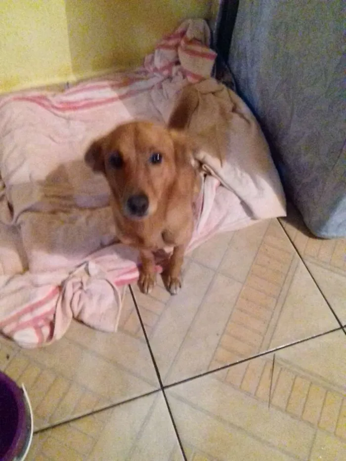 Cachorro ra a Vira lata com Fox paulistinha  idade 3 anos nome Pingo