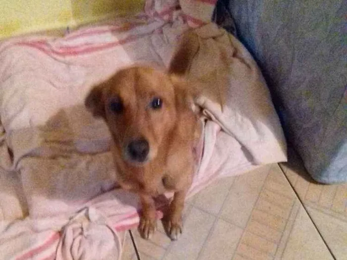 Cachorro ra a Vira lata com Fox paulistinha  idade 3 anos nome Pingo