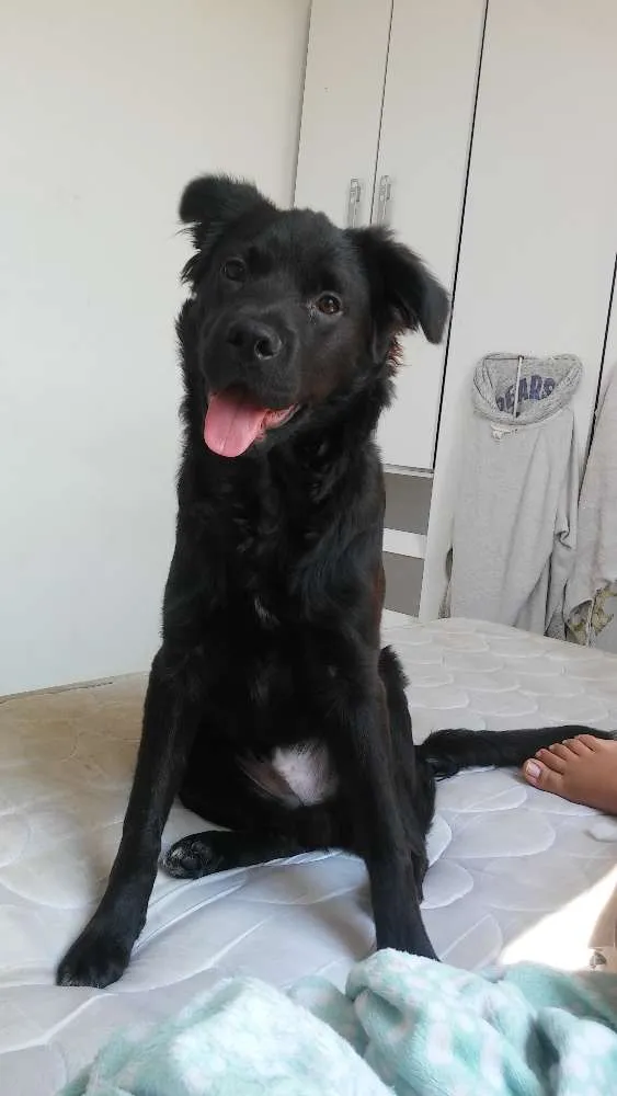 Cachorro ra a nao definida idade 2 a 6 meses nome Bailey Henrique