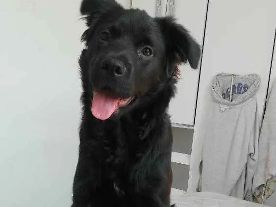 Cachorro ra a nao definida idade 2 a 6 meses nome Bailey Henrique