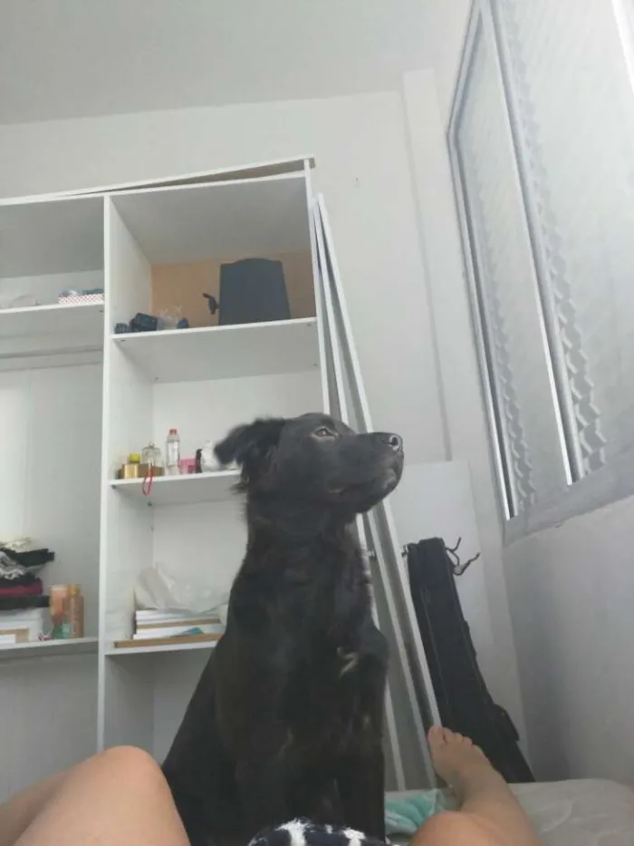 Cachorro ra a nao definida idade 2 a 6 meses nome Bailey Henrique