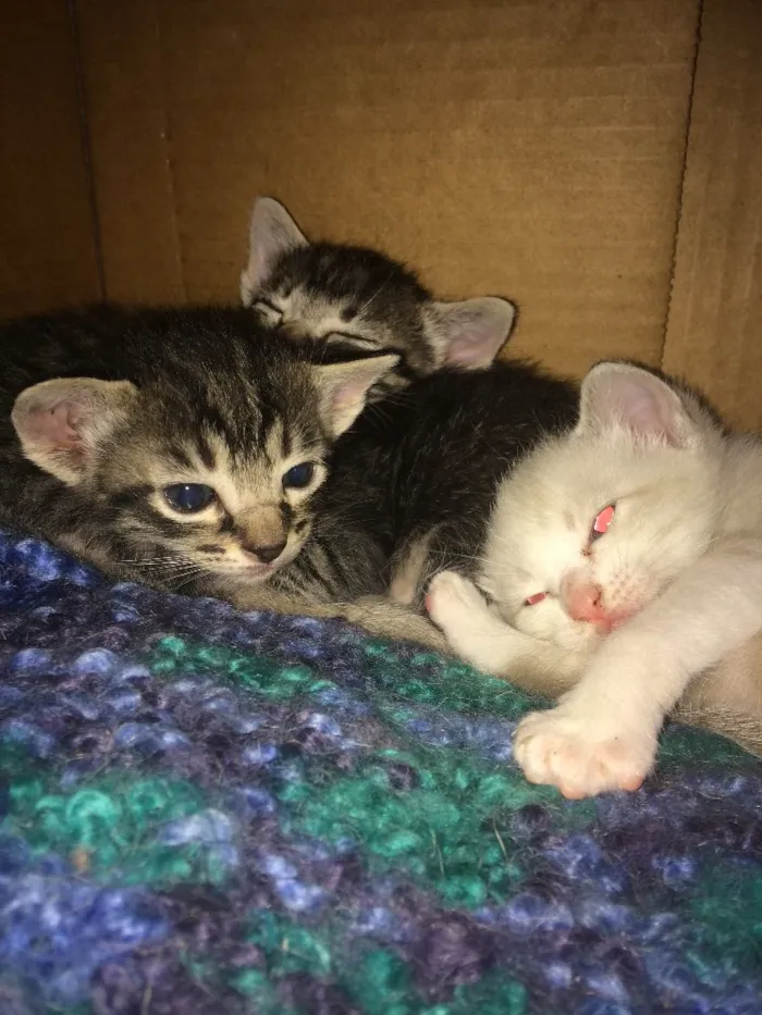 Gato ra a  idade Abaixo de 2 meses nome Não tem nome 