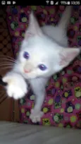 Tiko