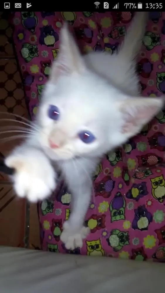 Gato ra a Srd idade Abaixo de 2 meses nome Tiko