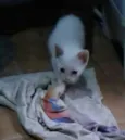 Tiko