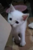 Tiko