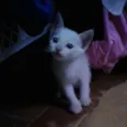 Tiko