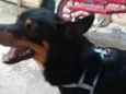 Pipoca