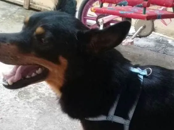 Cachorro ra a SRD. idade 5 anos nome Pipoca