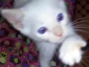 Gato raça Srd idade Abaixo de 2 meses nome Tiko
