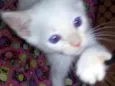 Tiko