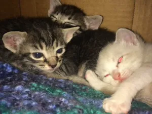 Gato raça  idade Abaixo de 2 meses nome Não tem nome 