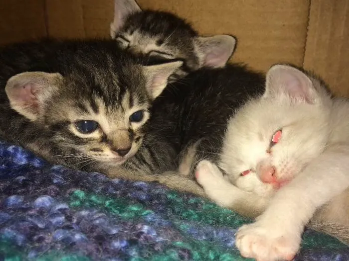 Gato ra a  idade Abaixo de 2 meses nome Não tem nome 