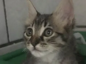 Gato raça  idade  nome Sem nome