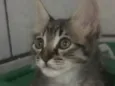 Gato raça  idade  nome Sem nome