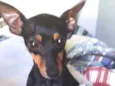 Cachorro raça Pinscher idade 7 a 11 meses nome Alecrim
