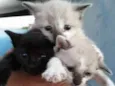Lindos filhotes