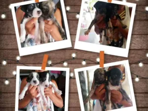 Cachorro raça Vira lata idade 2 a 6 meses nome Sem nome