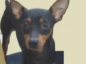 Cachorro raça Pinscher idade 7 a 11 meses nome Ralf