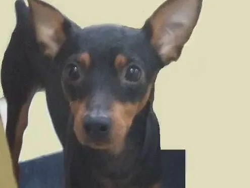 Cachorro ra a Pinscher idade 7 a 11 meses nome Ralf