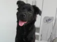 Bailey Henrique