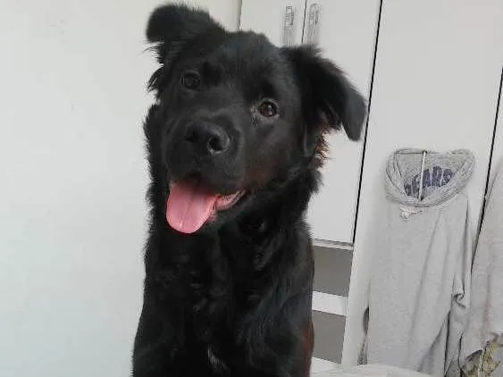 Cachorro ra a nao definida idade 2 a 6 meses nome Bailey Henrique