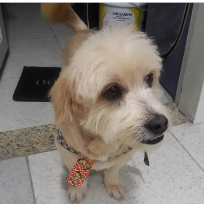 Cachorro ra a Mestiço olhada apso idade 5 anos nome Jake
