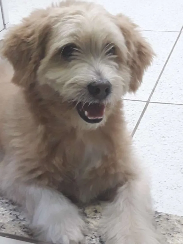 Cachorro ra a Mestiço olhada apso idade 5 anos nome Jake
