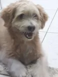 Jake