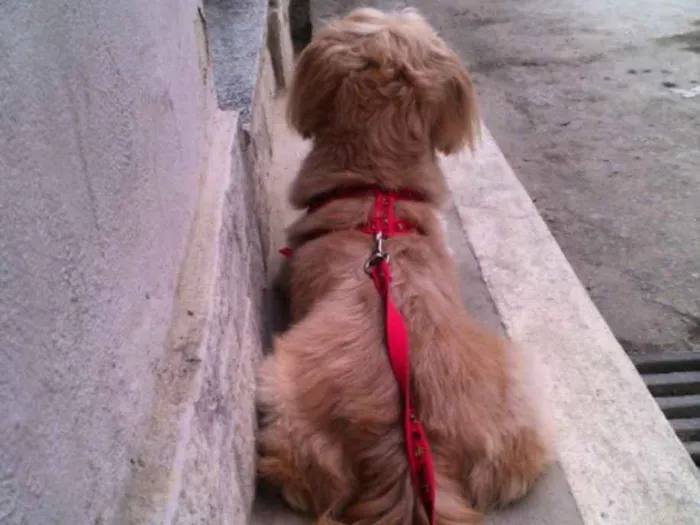 Cachorro ra a Mestiço olhada apso idade 5 anos nome Jake