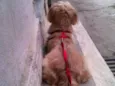 Jake