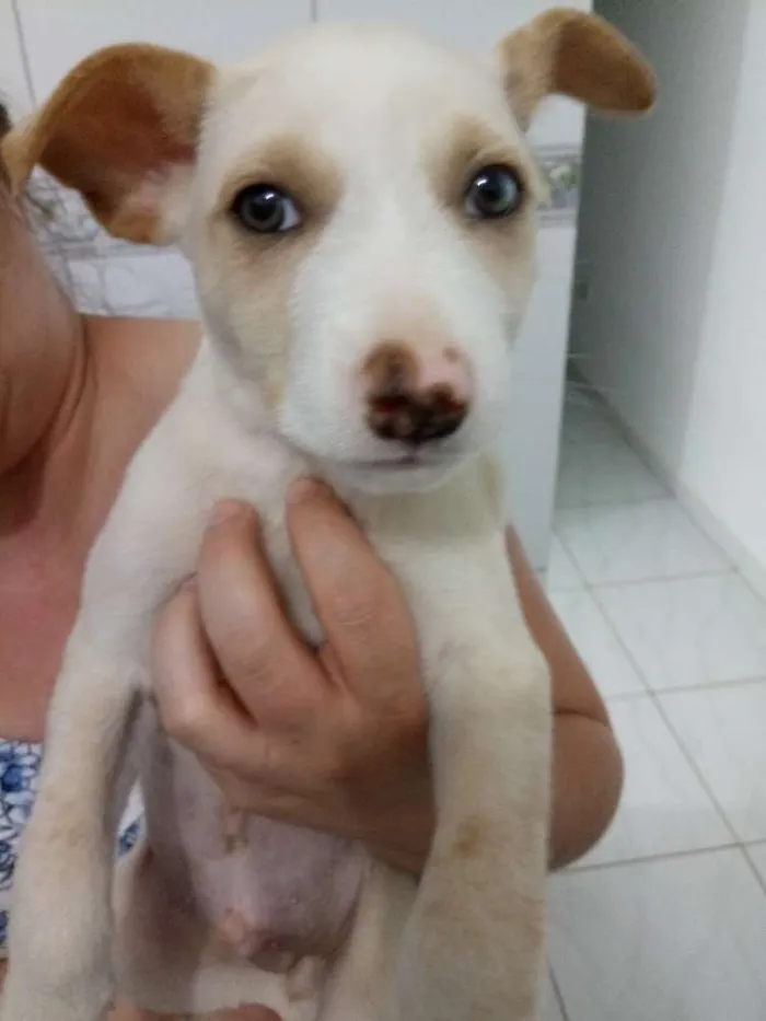 Cachorro ra a Srd idade Abaixo de 2 meses nome Não tem