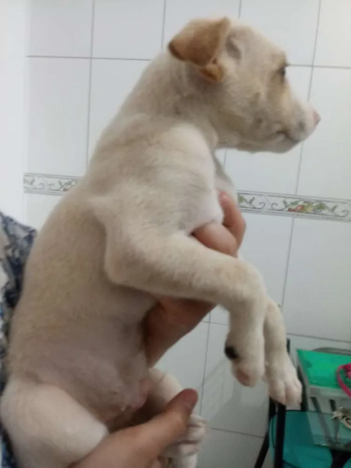 Cachorro ra a Srd idade Abaixo de 2 meses nome Não tem