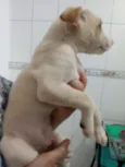 Não tem