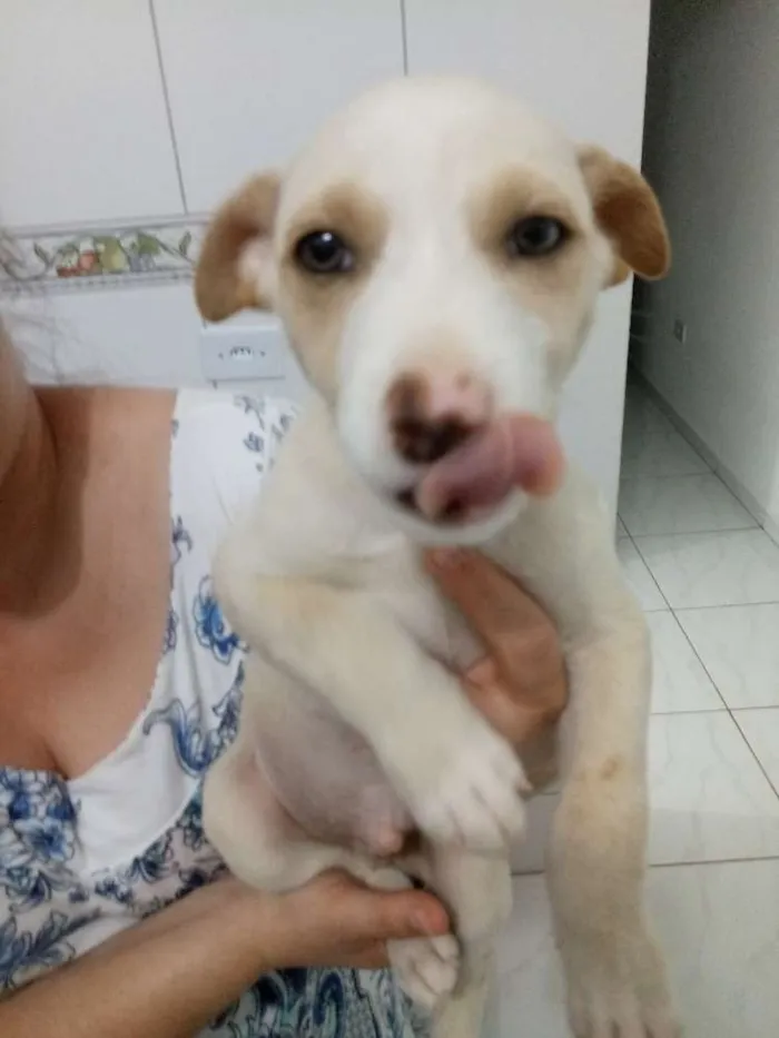 Cachorro ra a Srd idade Abaixo de 2 meses nome Não tem