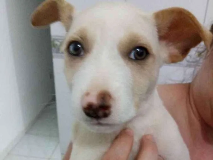 Cachorro ra a Srd idade Abaixo de 2 meses nome Não tem
