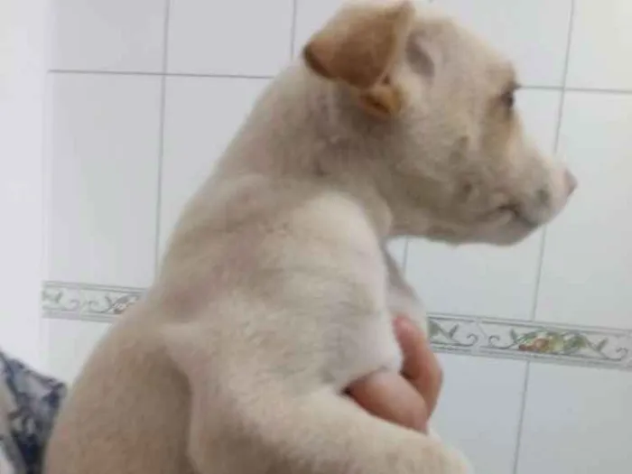 Cachorro ra a Srd idade Abaixo de 2 meses nome Não tem