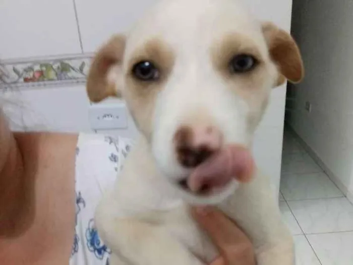 Cachorro ra a Srd idade Abaixo de 2 meses nome Não tem