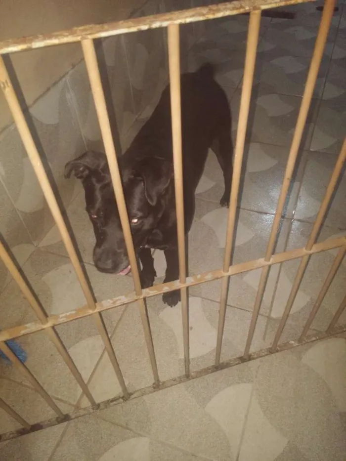 Cachorro ra a Labrador idade 6 ou mais anos nome Zeus