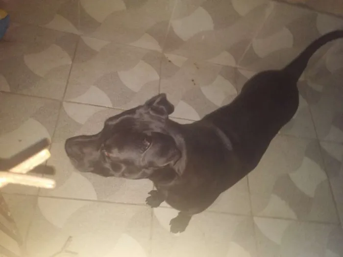 Cachorro ra a Labrador idade 6 ou mais anos nome Zeus