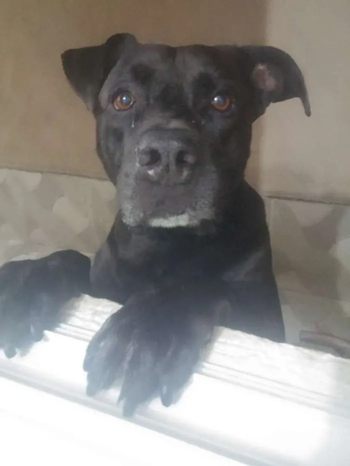 Cachorro ra a Labrador idade 6 ou mais anos nome Zeus