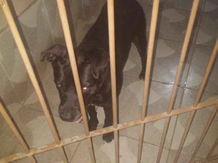 Cachorro ra a Labrador idade 6 ou mais anos nome Zeus