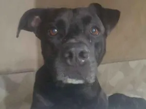 Cachorro raça Labrador idade 6 ou mais anos nome Zeus