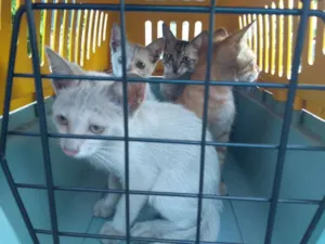 Gato raça SRD idade 2 a 6 meses nome Sem nome