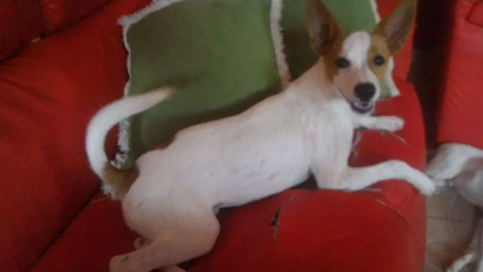 Cachorro ra a Não sei informar idade 2 a 6 meses nome Polly