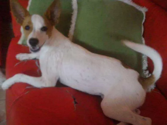 Cachorro ra a Não sei informar idade 2 a 6 meses nome Polly