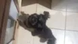 chiquinho