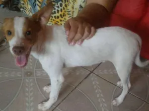 Cachorro raça Não sei informar  idade 2 a 6 meses nome Apollo