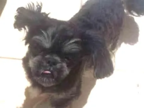 Cachorro ra a shitzu idade 7 a 11 meses nome chiquinho