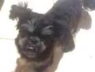 Cachorro raça shitzu idade 7 a 11 meses nome chiquinho